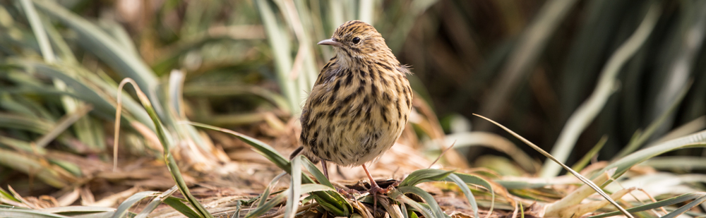 SOUTH GEORGIA PIPIT Anthus antarcticus